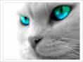 /album/fotogaleria-uvodna-stranka/macka-modrooka-jpg/